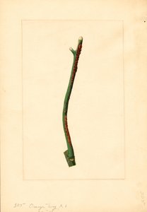 Sinaasappelboom twijg (Citrus sinensis: Valencia) (aquarel)