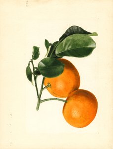Oranges (Citrus aurantium: Sour x 2/3) (watercolor)