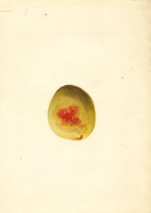 Perzik ( Prunus persica: Elberta) (aquarel)