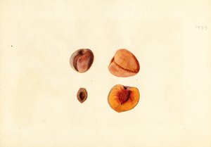 Perziken ( Prunus persica: Hutchkins) (aquarel) door James Marion Shull
