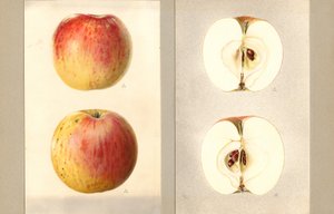 Wilson Juni-appels (Malus domestica) (aquarel) door James Marion Shull