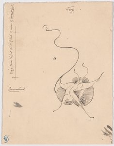 Vlinder "Encountered" (recto); Schets voor staartstuk (verso)