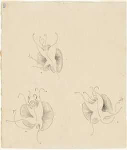 Drie vlinders