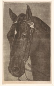 Kop van een paard met een hoofdstel door James Newman Hodges