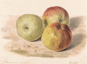 De zomer Lodden, sept. 1832: Een stillevenstudie van drie appels