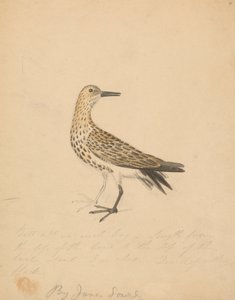 Een vogel door James Sowerby
