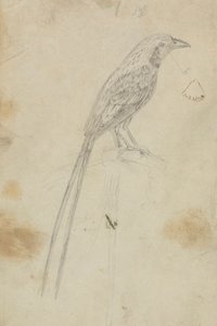 Een Vogel door James Sowerby