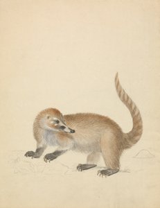 Een coatimundi door James Sowerby