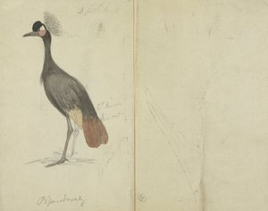 Een Kraanvogel door James Sowerby