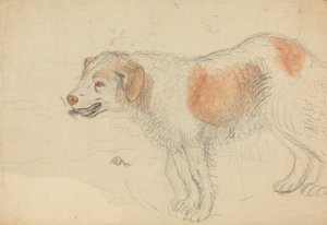 Een hond