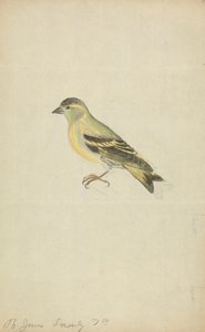 Een vink (Sijs?)