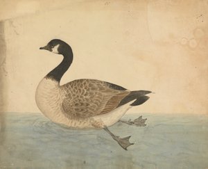 Een Gans door James Sowerby
