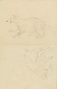 Een zoogdier (coatimundi?) en een primaat (marmoset?). Een coatimundi en een leeuwenkopmarmoset door James Sowerby