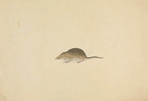 Een spitsmuis door James Sowerby