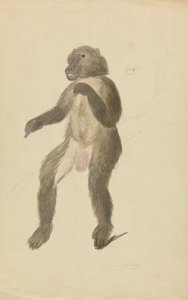 Een mandril door James Sowerby