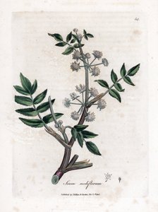 Watereppe, Sium nodiflorum. Illustratie van James Sowerby uit William Woodville en Sir William Jackson Hooker