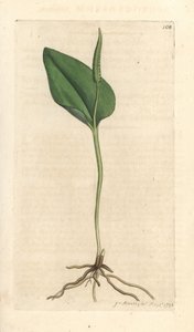 Adderstong, Ophioglossum vulgatum (Ophioglossum)
