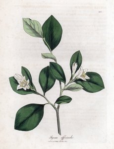 Aliboufier - Storax, Styrax officinalis. Handgekleurde kopergravure uit een botanische illustratie door James Sowerby uit William Woodville en Sir William Jackson Hooker
