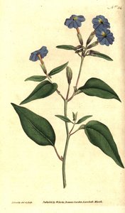 Amerikaanse browallia - Jamaicaanse vergeet-mij-niet, amethistbloem of struikviolet, Browallia americana. Handgekleurde kopergravure en botanische illustratie door James Sowerby uit William Curtis