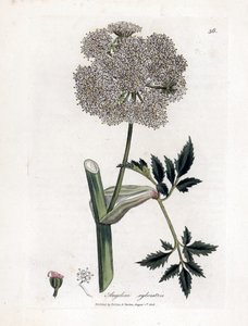 Wilde engelwortel, Angelica sylvestris. Illustratie van James Sowerby uit William Woodville en Sir William Jackson Hooker