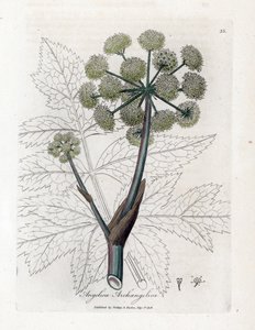 Tuinengelwortel, Angelica archangelica. Illustratie van James Sowerby uit William Woodville en Sir William Jackson Hooker