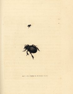Aphodius arenarius kever