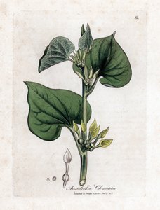 Aristoloche clematite - Klimmende pijpbloem, Aristolochia clematitis. Handgekleurde kopergravure uit een botanische illustratie door James Sowerby uit William Woodville en Sir William Jackson Hooker