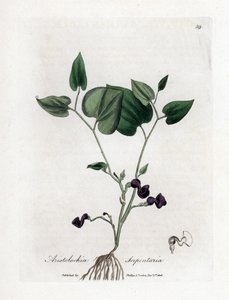 Slangenwortel pijpbloem, Aristolochia serpentaria. Illustratie van James Sowerby uit William Woodville en Sir William Jackson Hooker
