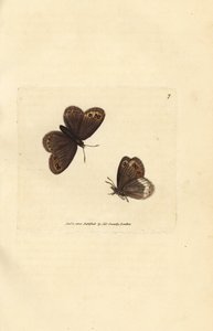 Arran bruin, Erebia ligea (Papilio ligea) door James Sowerby