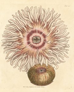 Kraalroos, Actinia equina. Illustratie van James Sowerby uit 