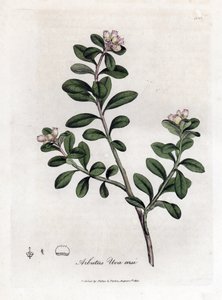 Berendruif, Arctostaphylos uva-ursi door James Sowerby
