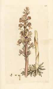 Vogelnestorchis, Neottia nidus-avis. Illustratie van James Sowerby uit James Smith