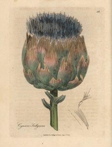 Blauw en paars bloeiende artisjok door James Sowerby