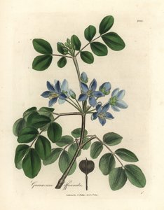 Blauwbloemige Guaiacum officinale