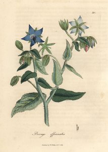 Blauw bloeiende bernagie, Borago officinalis door James Sowerby