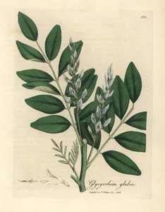 Blauw bloeiende gewone zoethout, Glycyrrhiza glabra door James Sowerby