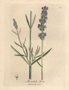 Blauwe bloeiende lavendel, Lavandula spica