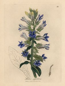 Blauwbloeiende lobelia