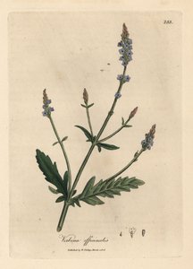 Blauwe bloeiende ijzerhard, Verbena officinalis