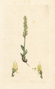 Moerasorchis, Hammarbya paludosa. Handgekleurde kopergravure naar een illustratie van James Sowerby uit James Smith