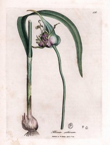 Botanische plaat: Knoflook kweken (Allium sativum) met bol, bladeren en paarse bloemen