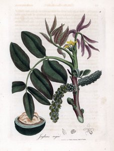 Botanische plaat: bladeren, planten en walnootvrucht Bladeren, gele bloem en noot van de gewone walnotenboom, Juglans regia. Handgekleurde kopergravure uit een botanische illustratie door James Sowerby uit William Woodville en Sir William Jackson Hooker
