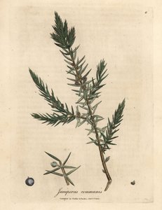 Tak en bessen van gewone jeneverbes, Juniperus communis
