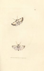 Brixton Beauty, Acontia nitidula (Phalaena catena). Handgekleurde kopergravure door James Sowerby uit The British Miscellany, of Coloured figures of new, rare, or little known animal subjects.