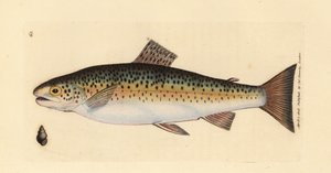 Beekforel, Salmo trutta fario. Illustratie van James Sowerby uit 