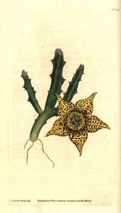 Cactus zetmeel - Orbea variegata (Bonte stapelia, Stapelia variegata). Handgekleurde kopergravure en botanische illustratie door James Sowerby uit William Curtis