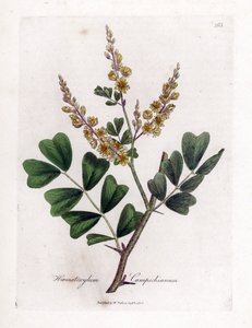 Campeche of campeche hout - Logwood, Haematoxylum campechianum. Handgekleurde kopergravure uit een botanische illustratie door James Sowerby uit William Woodville en Sir William Jackson Hooker