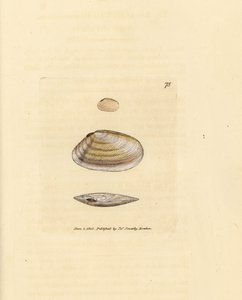 Snoepstok tellinaschelp, Tellina similis. Handgekleurde kopergravure door James Sowerby uit The British Miscellany, of Coloured figures of new, rare, or little known animal subjects.