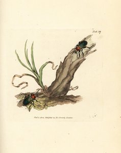 Carabus nitens kever