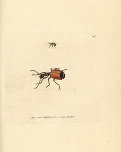 Carabus rotundicollis kever